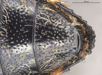Media type: image;   Entomology 8023 Aspect: abva